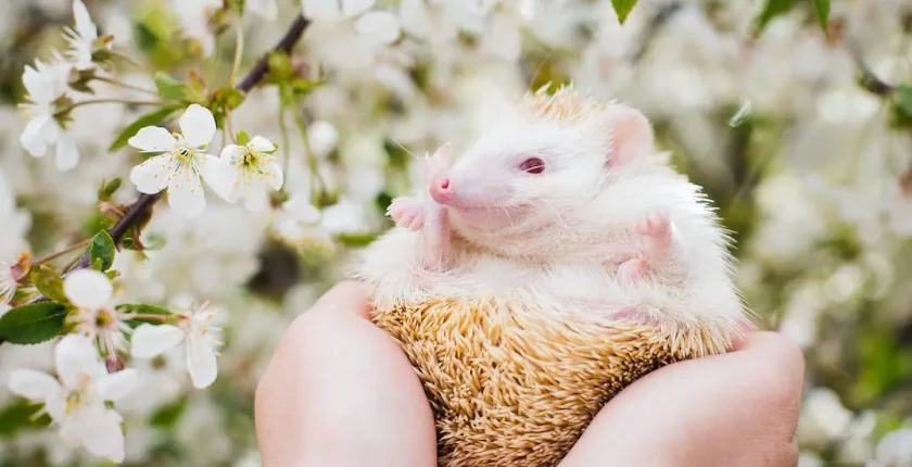 Müziğin Ruhsal Sağlık Üzerindeki Etkileri ve Mutlaka Dinlenmesi Gereken Albümler